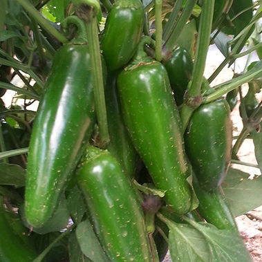 ���������� ������ �������� ����� JALAPEO � COLOSSUS ���������� � ������������� ������ ������� ���������