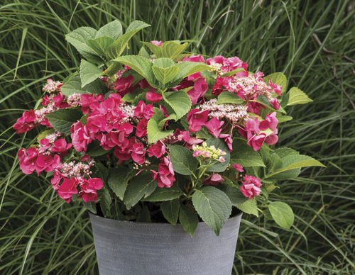 ��������� ��������� ��� ������� Cherry Explosion� Hydrangea � �������� �������