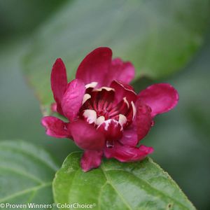����������� ��������� �������� Alnifolia ����� �����������������