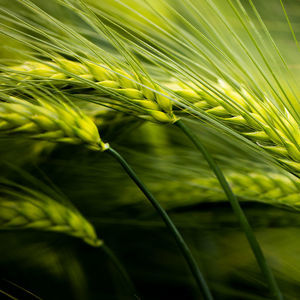 Limagrain Europe : ������ � ������ ������� -