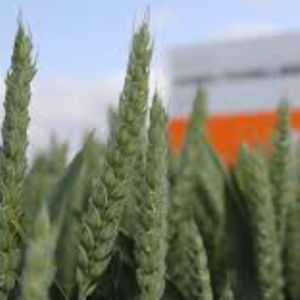 KWS SAAT AG : ������ � ������ ������� -
