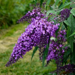 ����������� ��������� �������� Buddleia  Chrysalis� ����� ��� ���� ��� ����������� �������