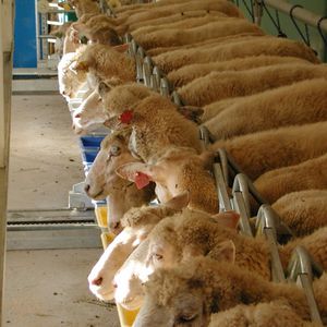 ��������� ��� ����� ��� ��� milking parlor ��� ������� ���������