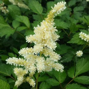 Greenwood : ������ � ������ ������� -