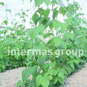 �������� ����� ��� ������� PROTECTERM Series ����-��