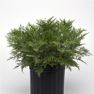 Darwin Perennials : ������ � ������ ������� -