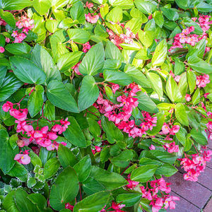 Select Seeds : ������ � ������ ������� -