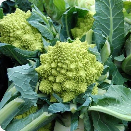 ������������ ������ ������ ������� ������� Romanesco
