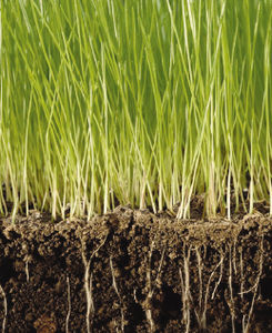 Earthworksturf : ������ � ������ ������� -