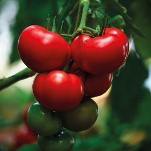 Manier Seeds : ������ � ������ ������� -