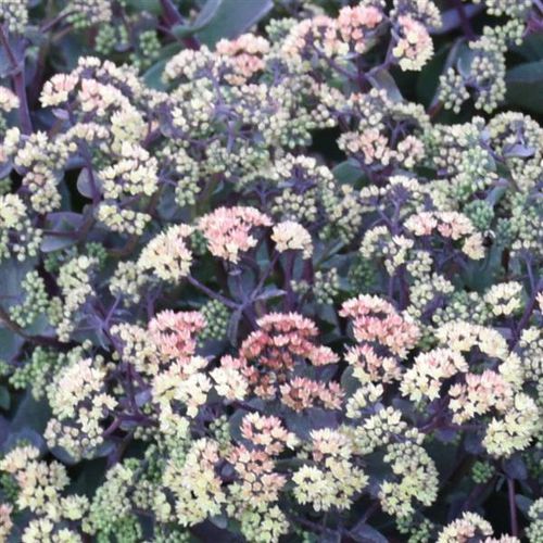 ����������� ��������� �������� Sedum Night Light ���������� ������ �������
