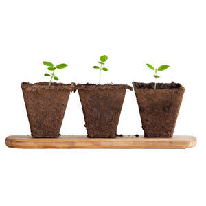 ������������ ��������������� TERRAFUMUR� ��� ���������������� ������ ��� ������ �����
