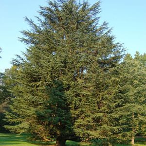 NatureHills : ������ � ������ ������� -