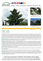 ��������� ������ Indian Cedar