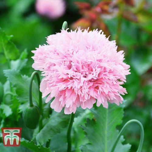 ������� ������ ������ Poppy 'Lilac Pom Pom' ������� ��� ���� ��� �����