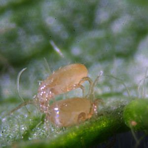 Bioline Agrosciences Inc/Bioline Canada Inc : ������ � ������ ������� -