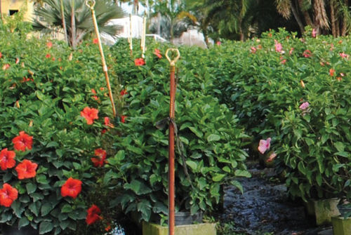 ��������� ��������� ��� ������ Hibiscus Bush � �������� �������