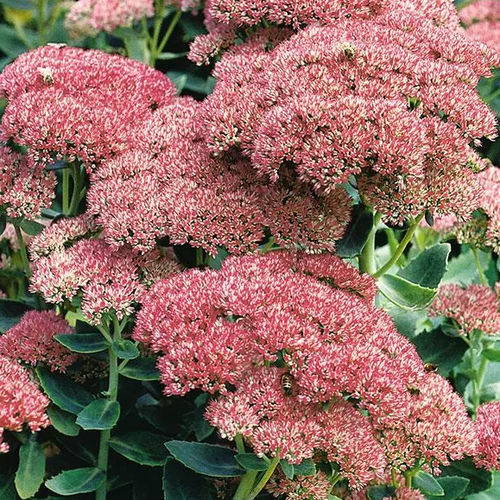 ����������� ��������� �������� Sedum Autumn Joy ������� ������� �����