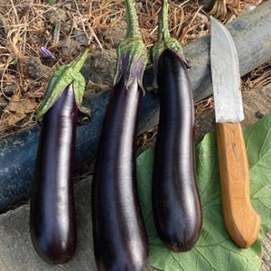 ������ ��������� ��� ��������� ������� MRE 1031