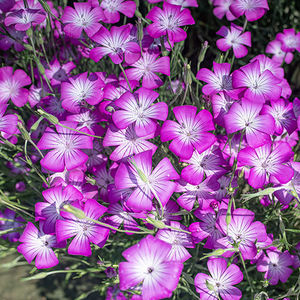 ������� ������ ������ Ageratum houstonianum ���������� ����� ��� �������