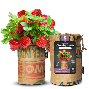 BAZA Seeds Holland b.v. : ������ � ������ ������� -