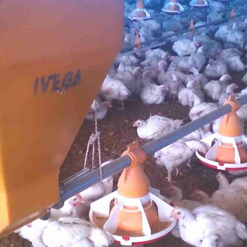 ������������ ��� ��������� ��� �������� ����� Sistema de comederos automatico IVEGA ��� ����� ��������������� ����� ����