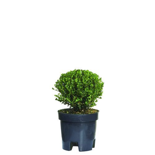 ��������� ��� ������� Buxus ��� �������� � ������ �������