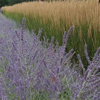 ����������� ��������� �������� Calamagrostis acutiflora 'Karl Foerster' ���������� ��� ���� ��� ������