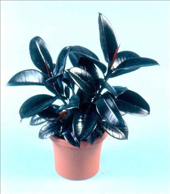 ����������� ������� �������� Ficus elastica 'Burgundy' ��� ��������� ��� �������� ���������