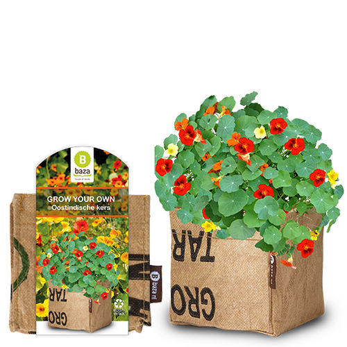 ����������� ��������� �������� NASTURTIUM ������� ������ ���������