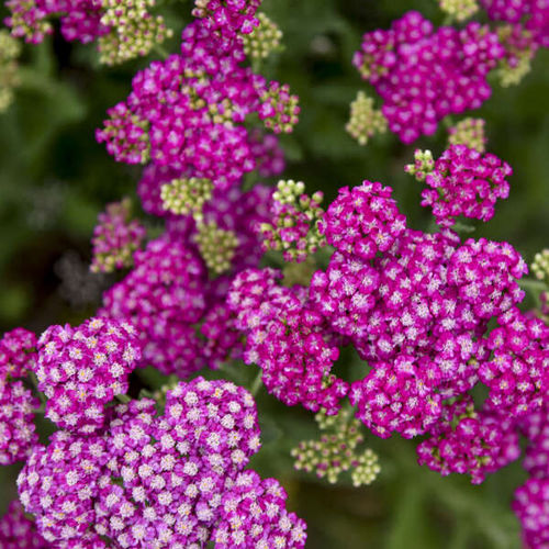 ����������� ��������� �������� Achillea 'Firefly Fuchsia' ������� ��� ����� ��� ����
