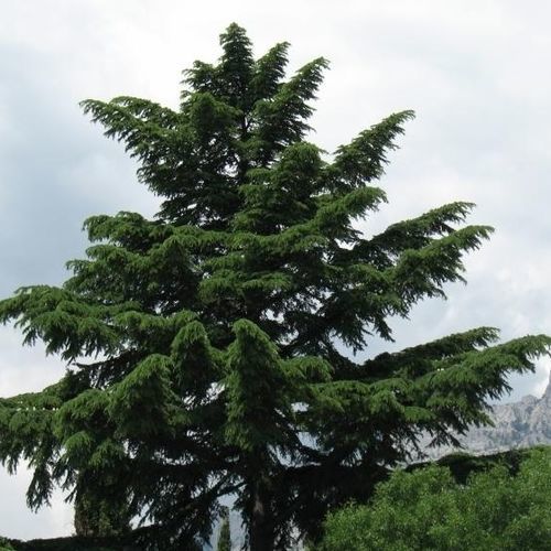 ��������� ������ Indian Cedar