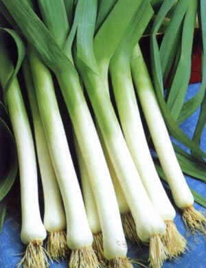 ������ ������ ����-����� Bulgarian Giant