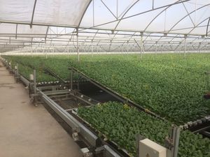 NEW GROWING SYSTEM S.L. : ����������� -
