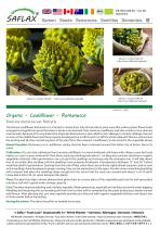 ������������ ������ ������ ������� ������� Romanesco