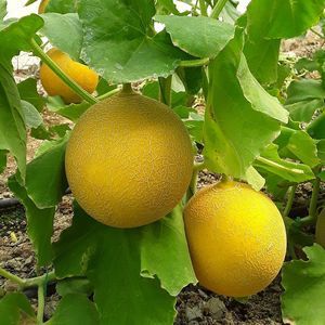 ������ ������ ���� GZEM ��������� ��� ��������� ������� ������