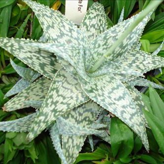 ����������� ������ �������� Aloe 'White Fox' ��� ������� ��� �������� ���������