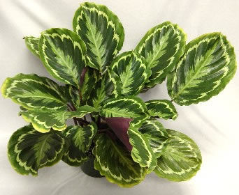 ����������� ������� �������� Calathea 'Medallion' ��� ��������� ��� �������� ���������