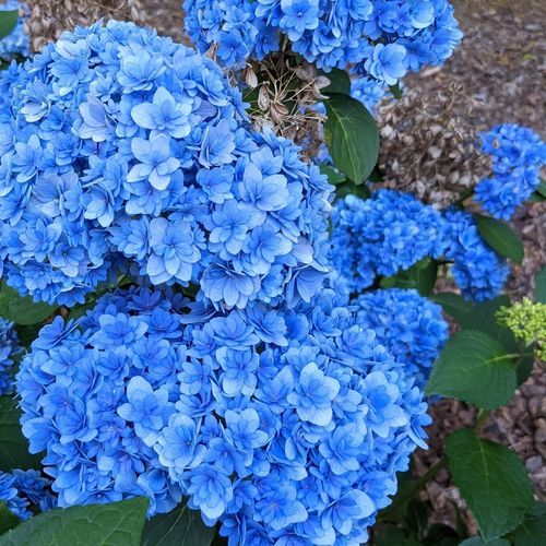 ��������� ��������� � �������� ������� Double Down� Hydrangea � �������� �������