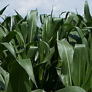DuPont Pioneer : ������ � ������ ������� -