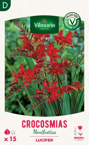 ����������� ��������� �������� Crocosmia Lucifer ������� ��� ������ ��� �����