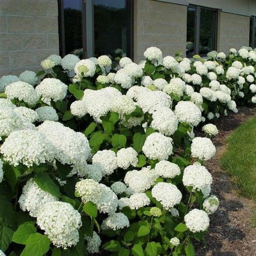 ��������� ��������� ��� �������� Annabelle Hydrangea � ������ �������