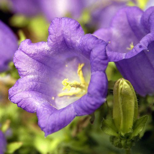 ���������� ��������� �������� CANTERBURY BELLS ����� ����� ��� �����