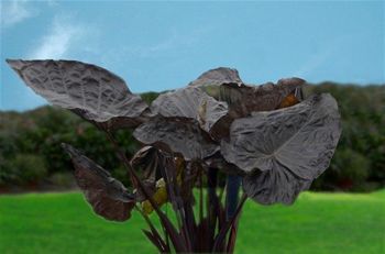 ����������� ������� �������� Colocasia 'Black Goblet' PPAF* ��� ������� ��� ���� ��� �������� ���������