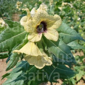 ���������� ��������� �������� CANTERBURY BELLS ����� ����� ��� �����
