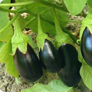 ������ ������ ������� ����� 18203 ������������ ������