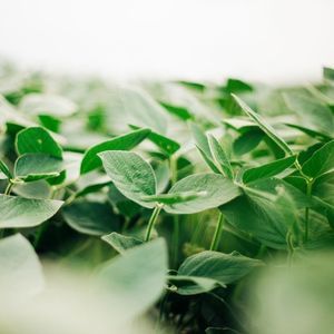 Beck's Hybrids : ������ � ������ ������� -
