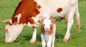 ������� ������� ��� ����� Extra Mix for Calves ��� �������� �������� ��������