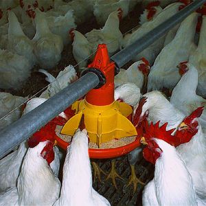 ������� ����������� ��� �������� ����� DWS-20 bird weigh computer ����������� ��������������