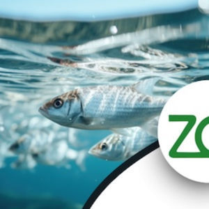 ������ ��� ���� Zeo